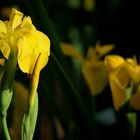 Yellow Iris 