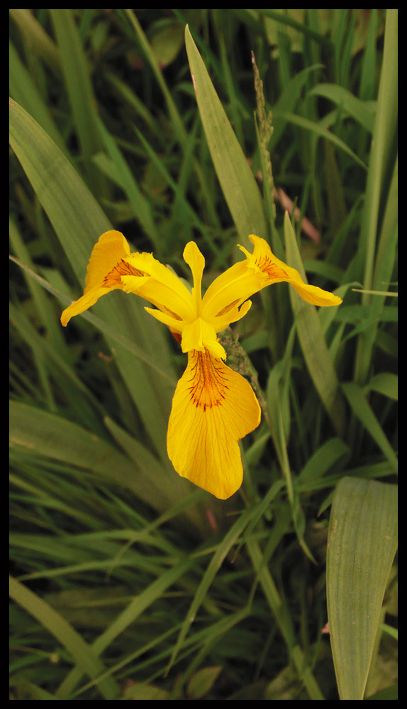 Yellow Iris