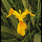 Yellow Iris