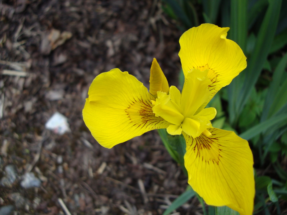 Yellow Iris