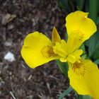 Yellow Iris