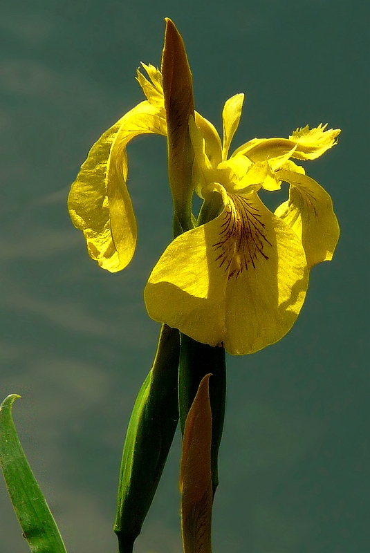 Yellow Iris