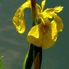 Yellow Iris