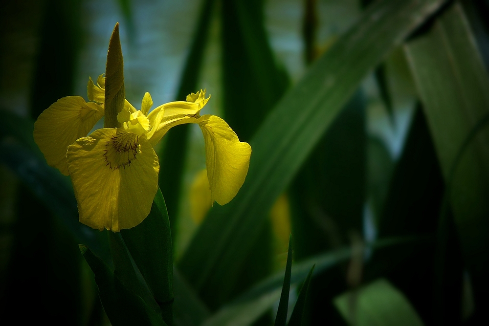 Yellow Iris