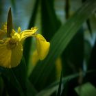 Yellow Iris