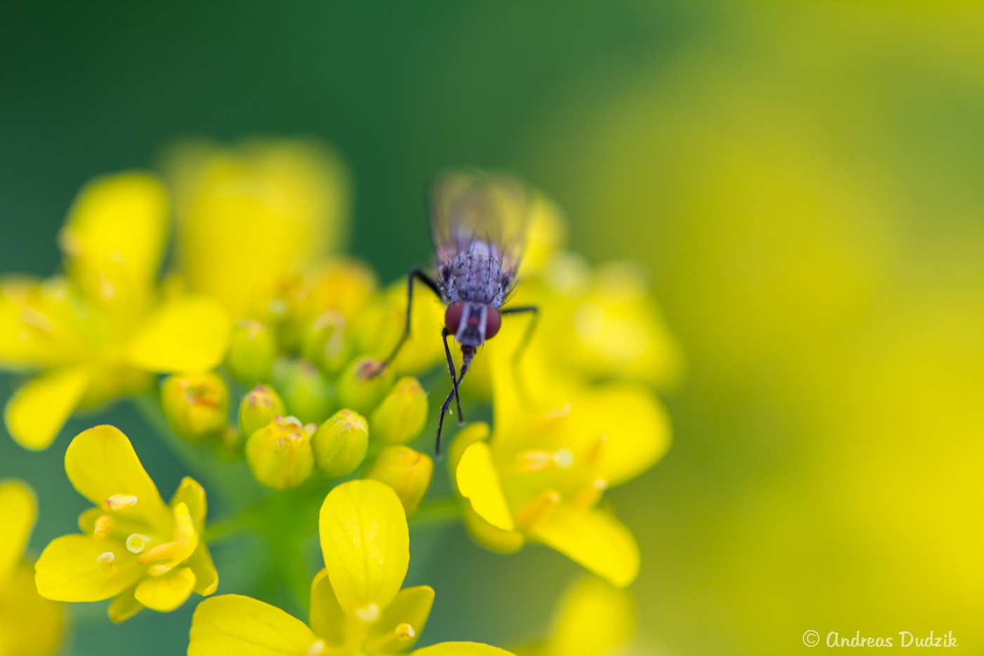 Yellow is beautiful