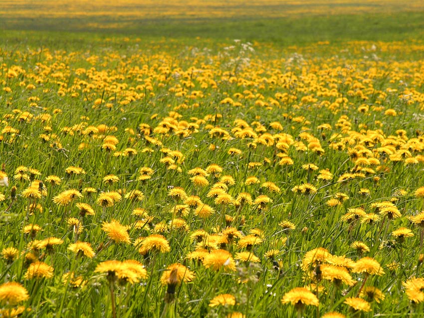 yellow is the color of my true love´s hair...