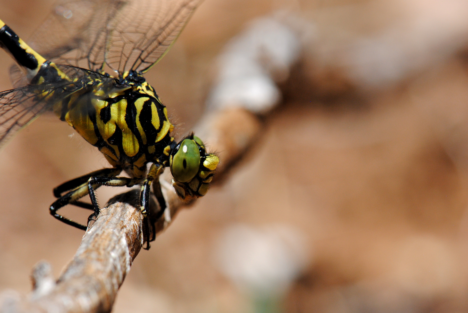 ~ Yellow Jacked Ranger ~ (Onychogomphus forcipatus)