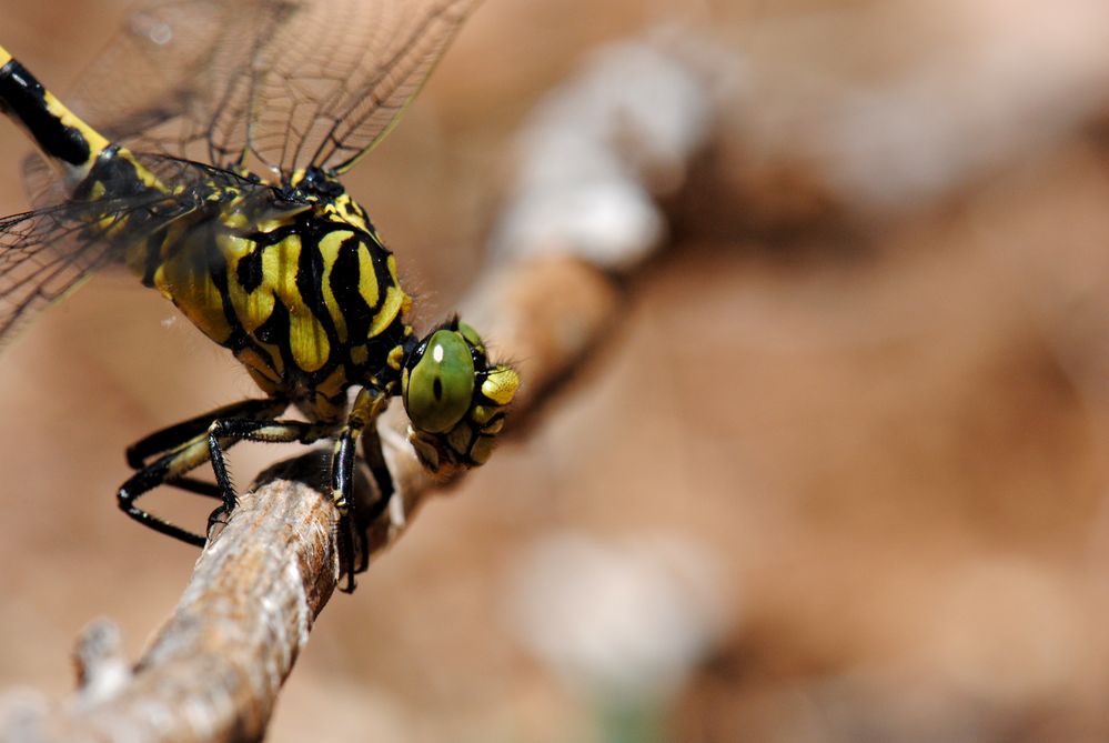 ~ Yellow Jacked Ranger ~ (Onychogomphus forcipatus)