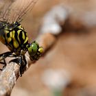 ~ Yellow Jacked Ranger ~ (Onychogomphus forcipatus)