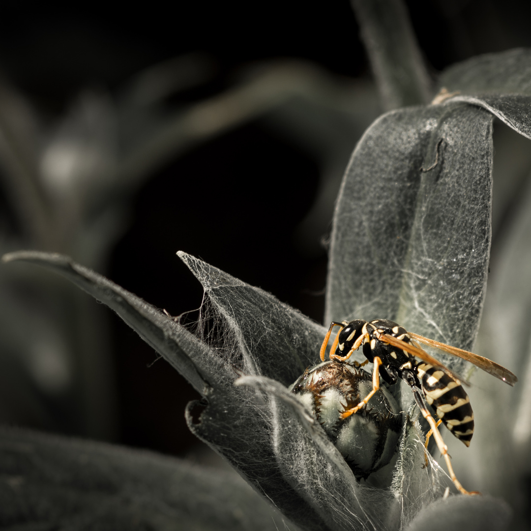 Yellow Jacket