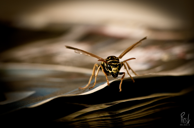 yellow jacket