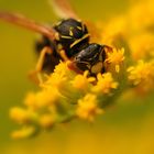 yellow jacket on yellow