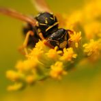 yellow jacket on yellow