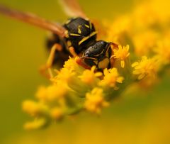 yellow jacket on yellow