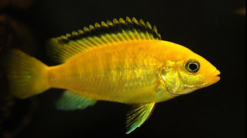 " Yellow " Labidochromis caeruleus