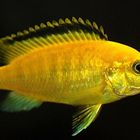 " Yellow " Labidochromis caeruleus