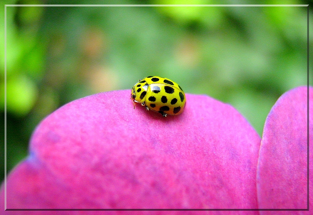 yellow ladybug