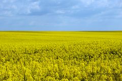 yellow landscape