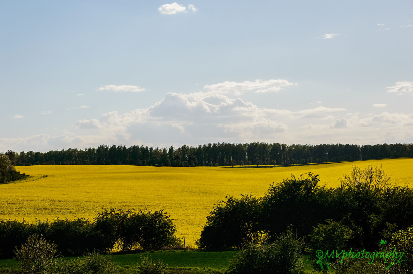 yellow landscape