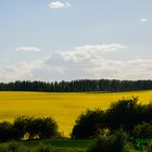 yellow landscape