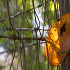 yellow leaf