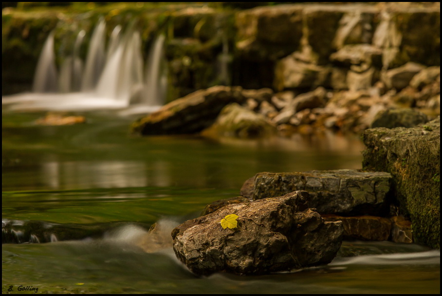 Yellow Leaf