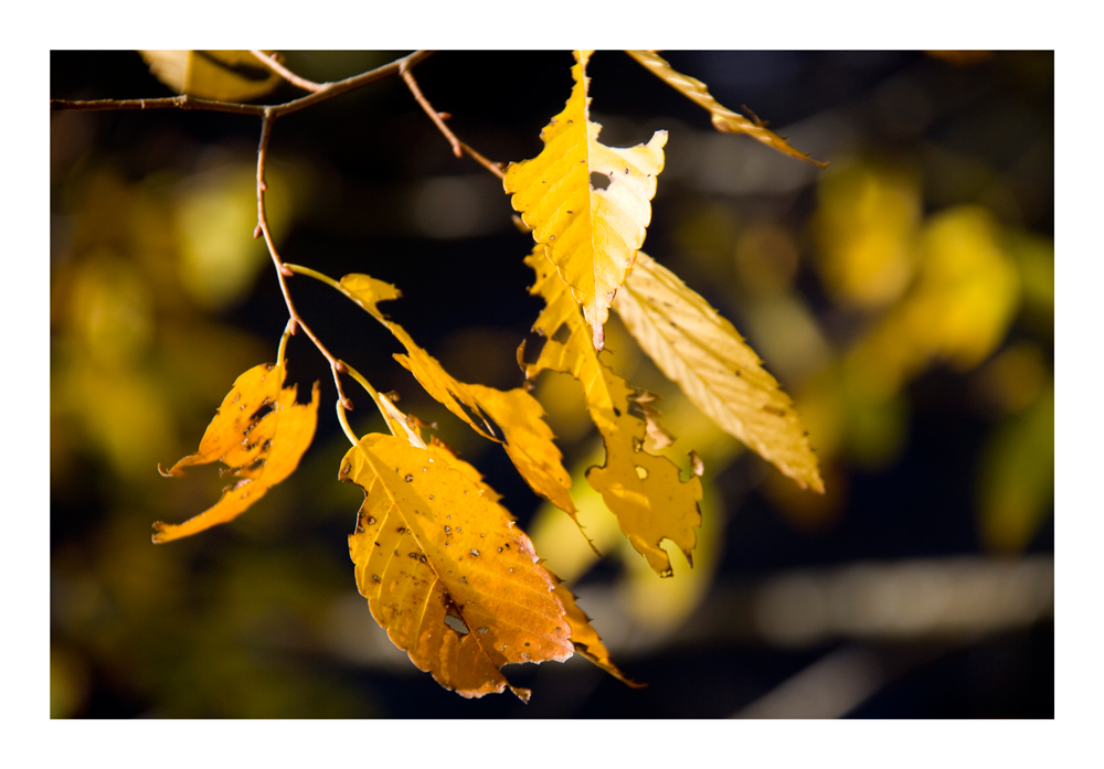 Yellow leaf