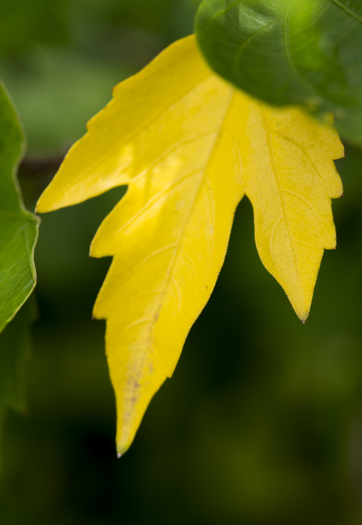 Yellow leaf