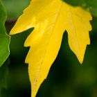 Yellow leaf