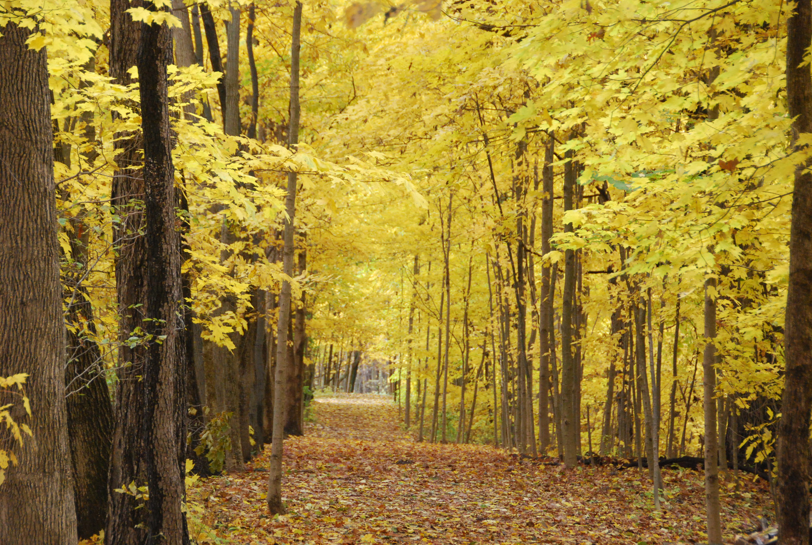 Yellow Leaf Road