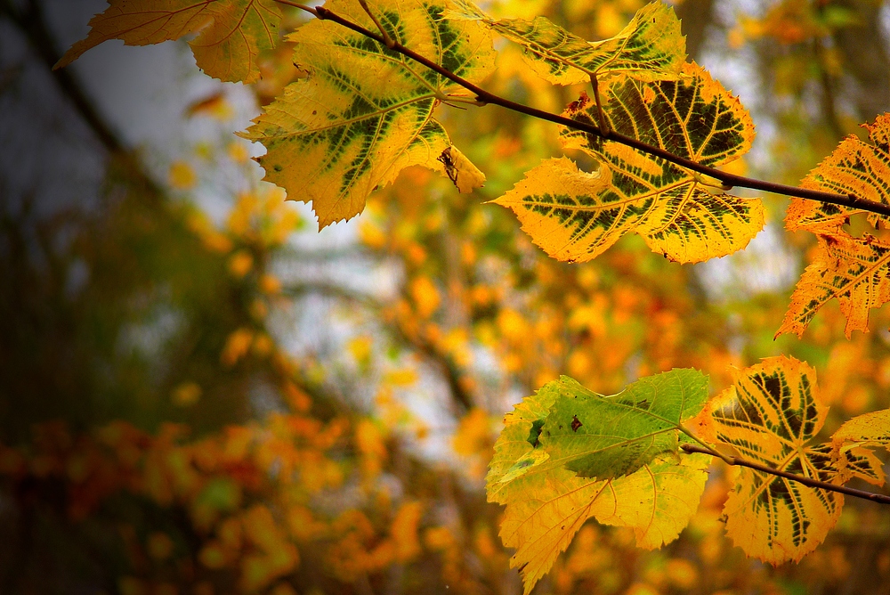 Yellow Leaves