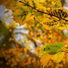 Yellow Leaves