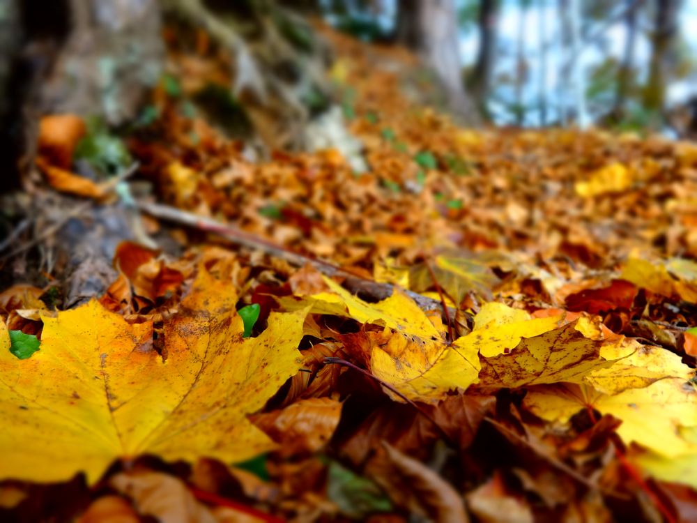 yellow leaves