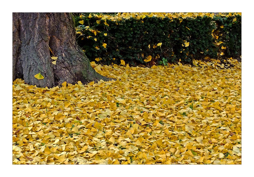 yellow leaves