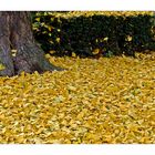 yellow leaves