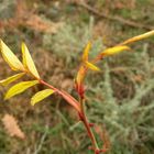 yellow leaves