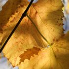 Yellow Leaves