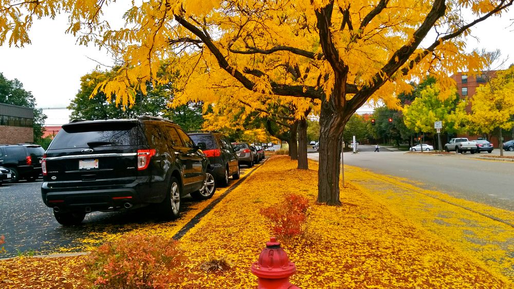 Yellow leaves