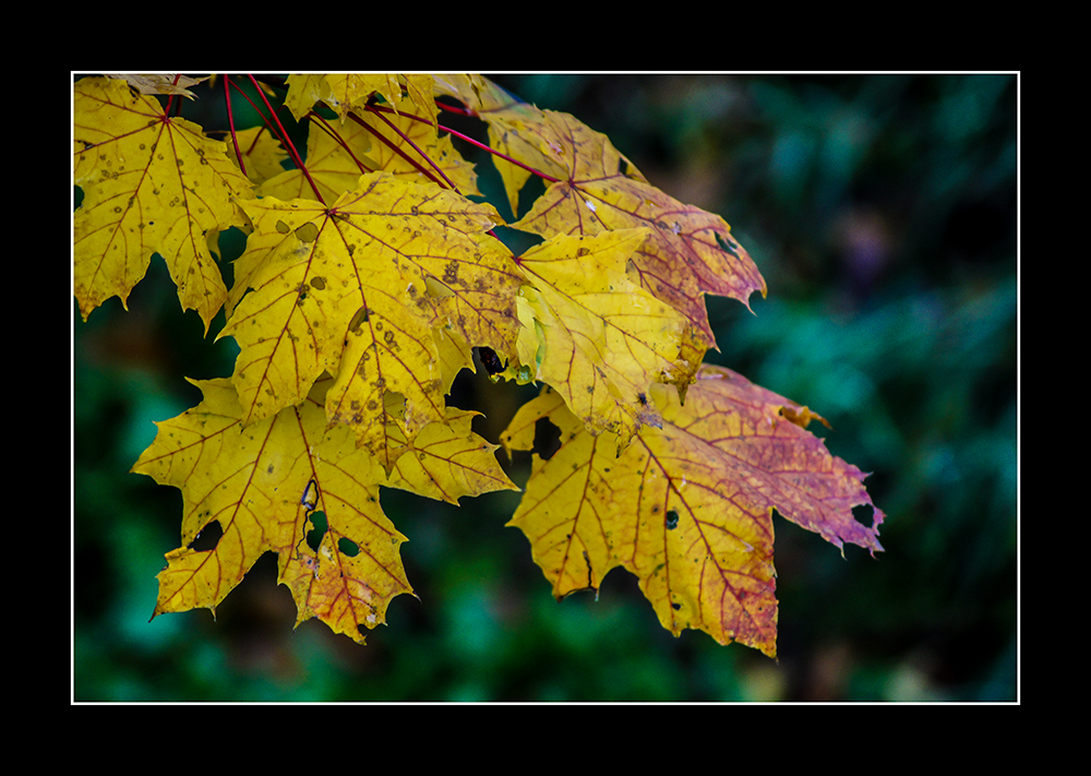 Yellow Leaves