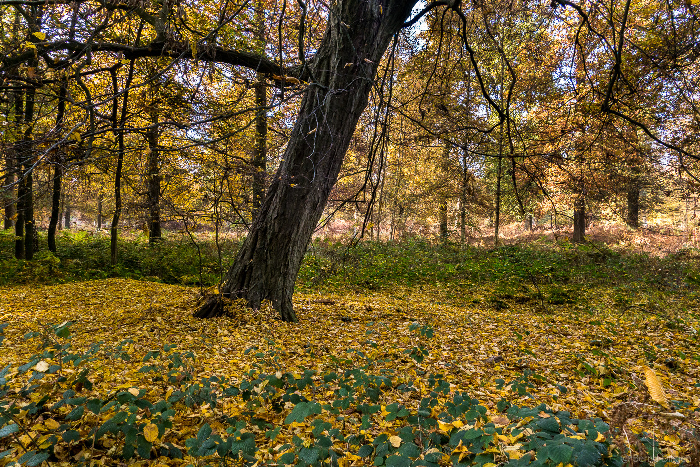 Yellow leaves