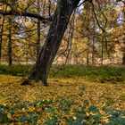 Yellow leaves