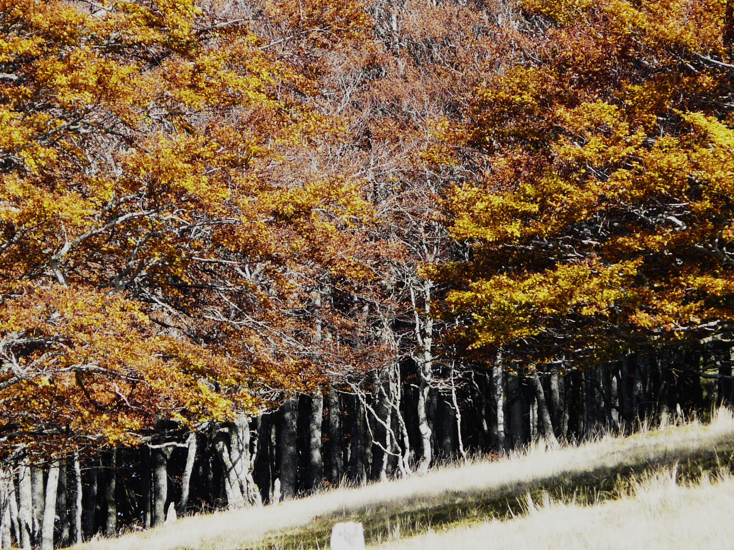 Yellow Leaves