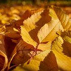 Yellow Leaves Forest