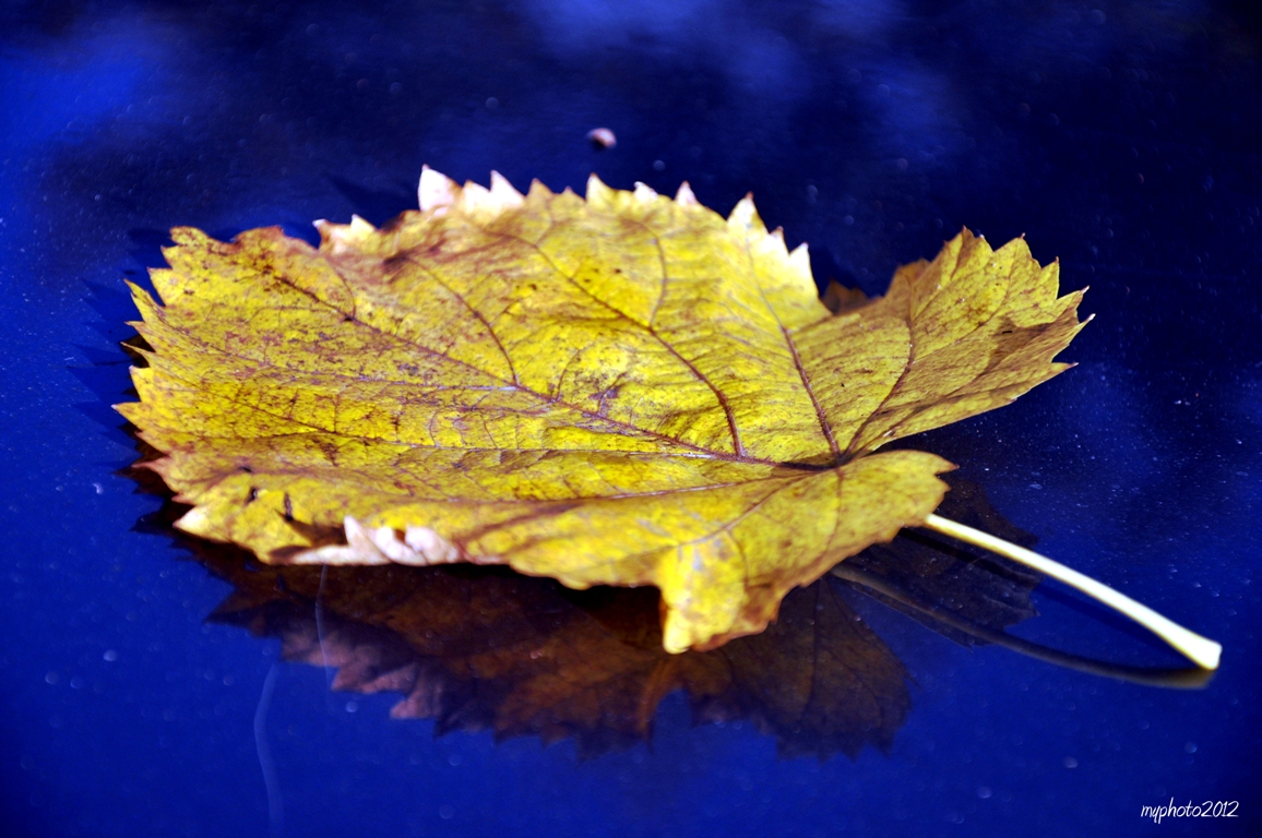 yellow leaves on blu ice