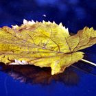 yellow leaves on blu ice