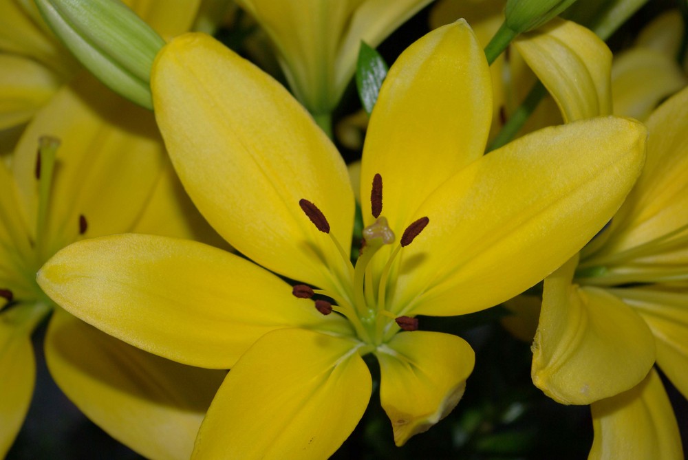 Yellow Lilie macro