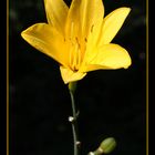 Yellow lilium (2)