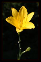 Yellow lilium (2)