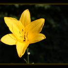 Yellow lilium